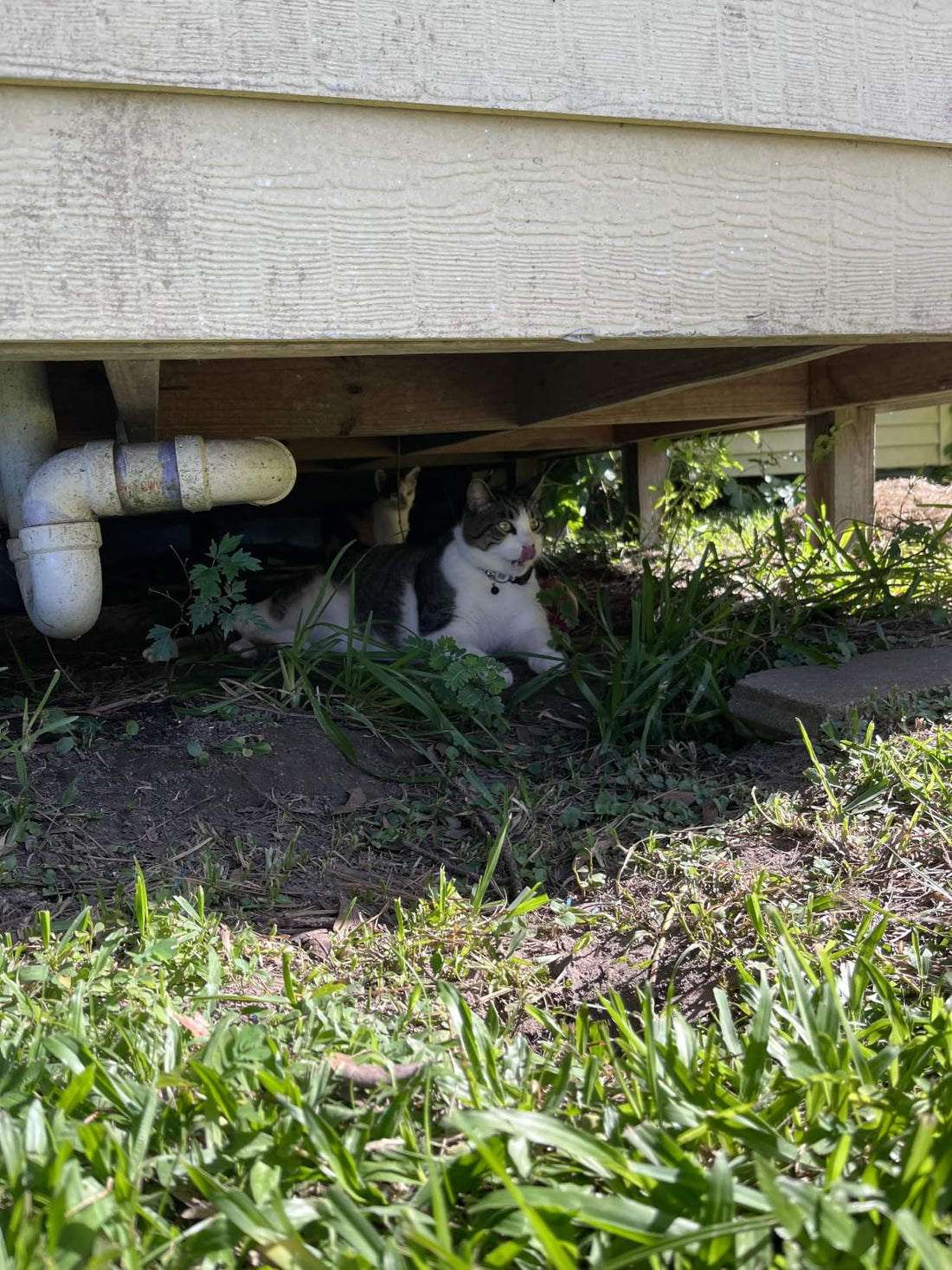 Tabby cat hiding under a porch — one of the most common behavior signals every cat owner eventually learns to read