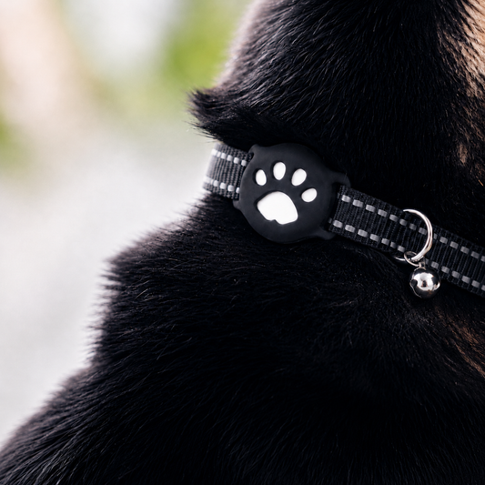Close-up of a black collar with a paw-shaped tracker on a dark-coated dog