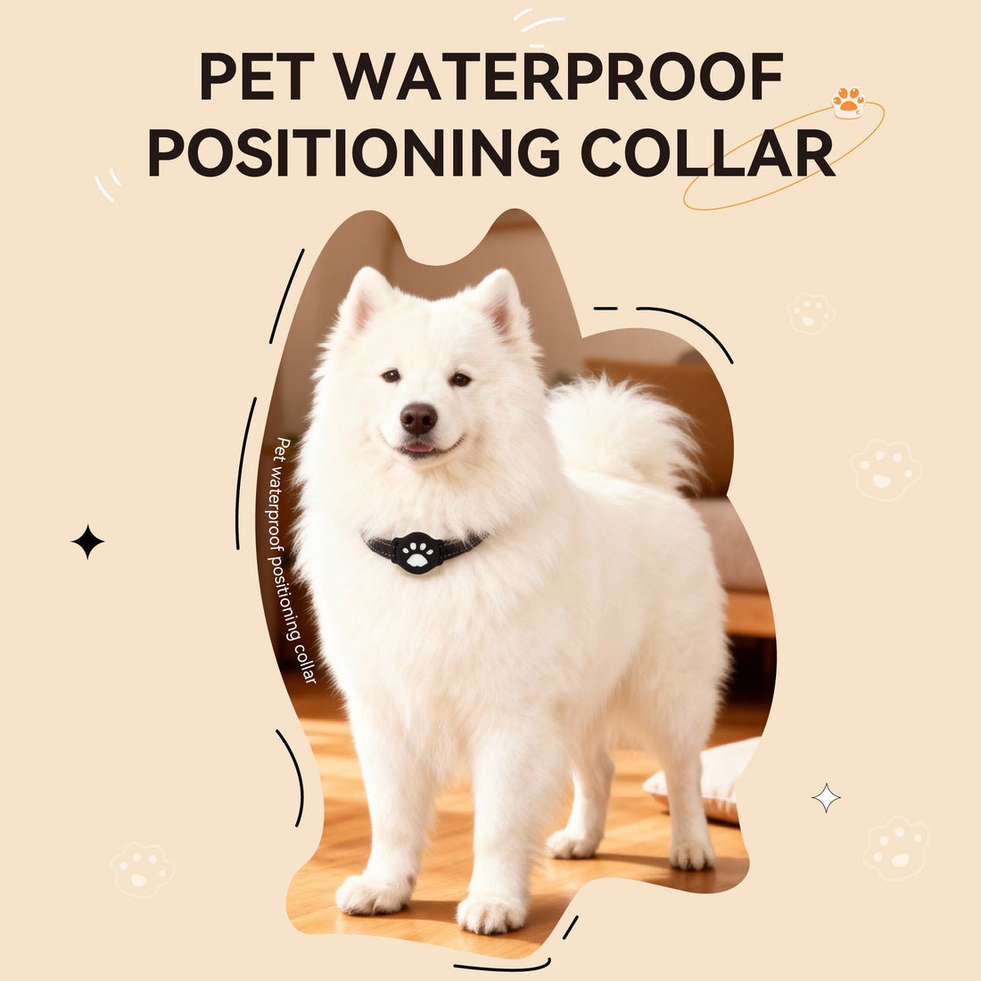 White Samoyed dog wearing a black paw-print collar — the calm of a well-cared-for dog