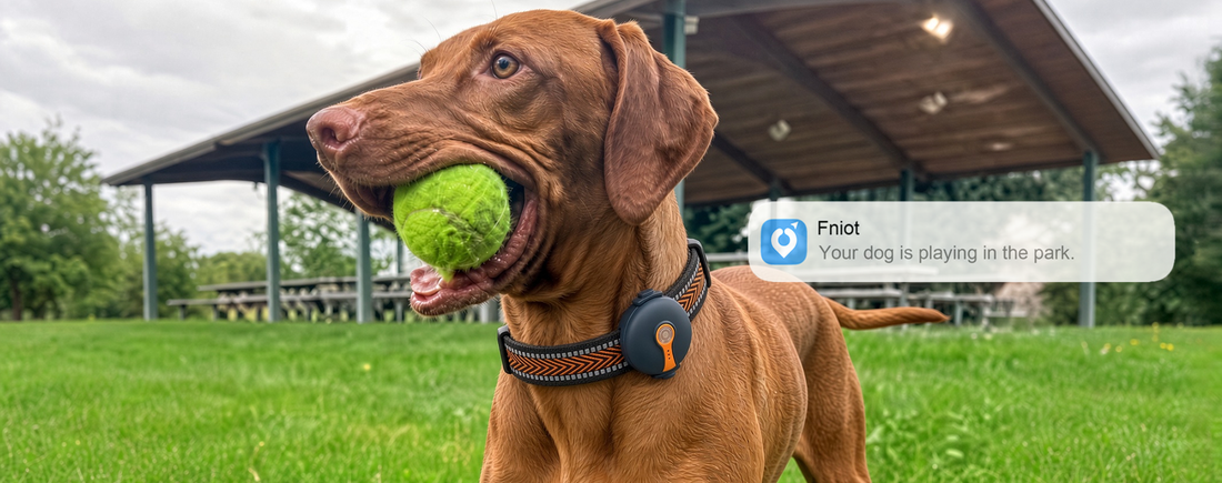 A dog holding a ball in the park with a phone notification — dog training basics built into everyday play