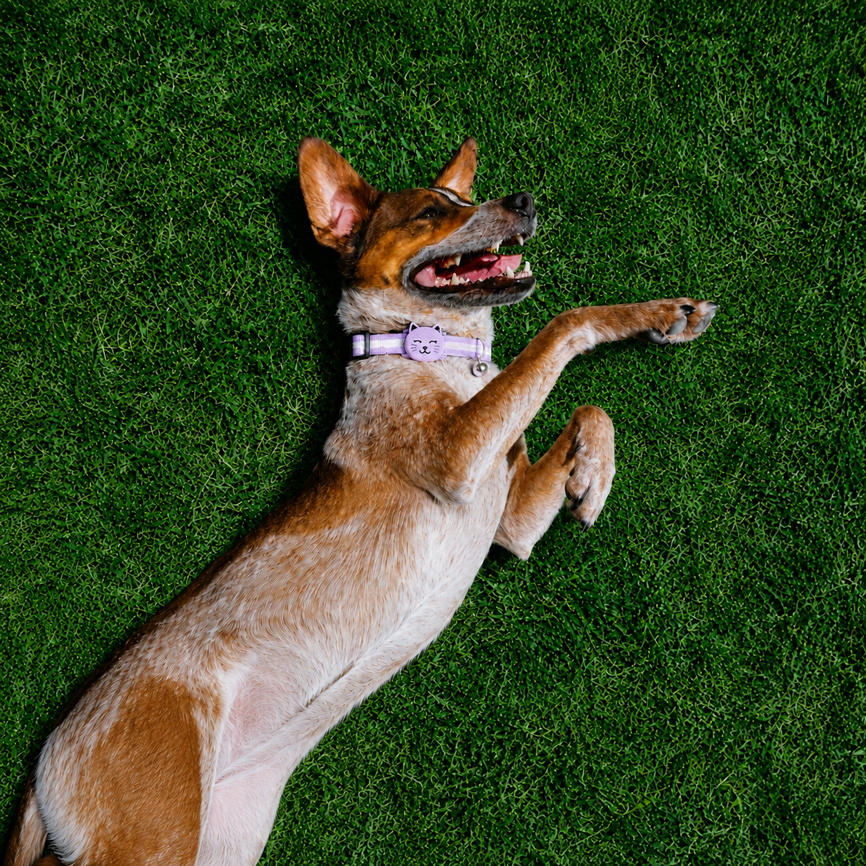 Joylink Smart Pet Tracker for Dogs & Cats,