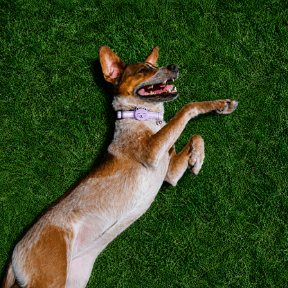 Joylink Smart Pet Tracker for Dogs & Cats,