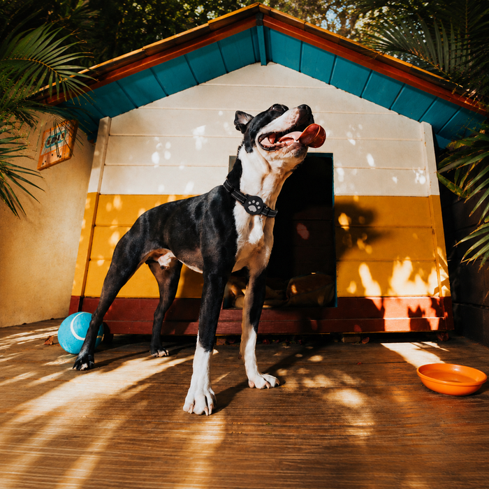 Joylink Smart Pet Tracker for Dogs & Cats,