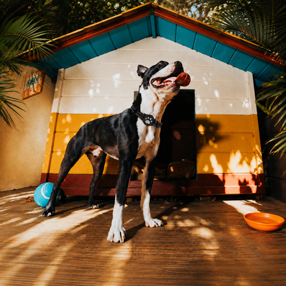 Joylink Pet Tracker for dogs and cats on collar - Bluetooth tracker, no monthly fee