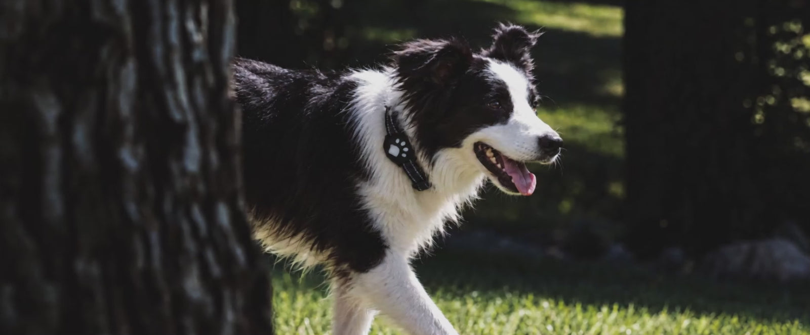 Schnauzer running outdoors while wearing a purple Joylink pet tracker