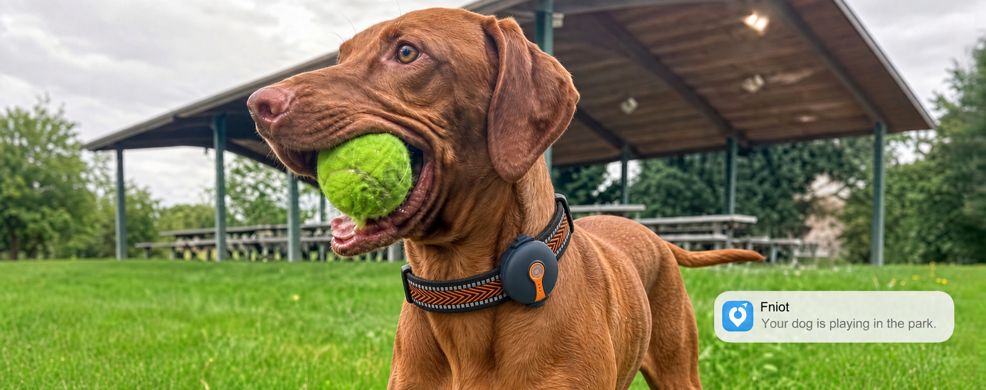 Dog wearing Joylink tracker in a park with Joylink app activity notification